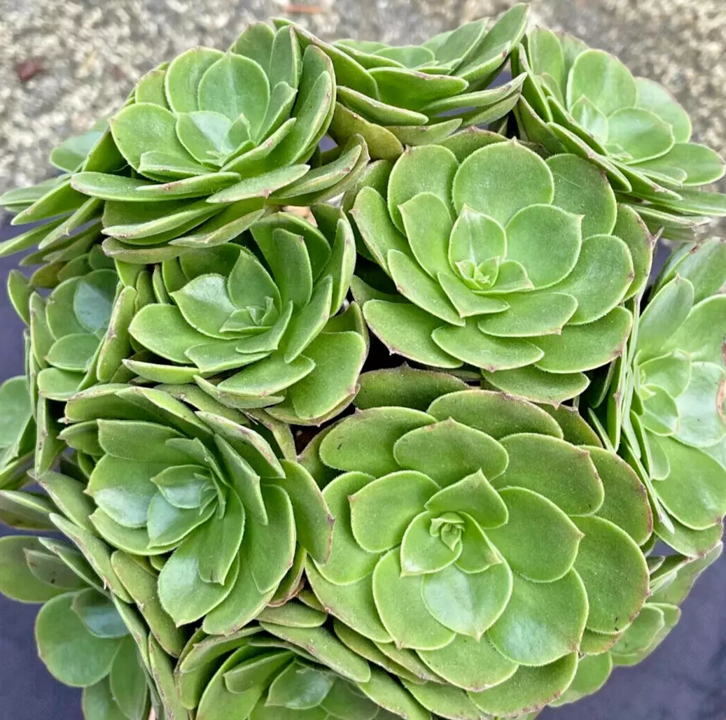 green rose succulent Large Aeonium Arboreum Plant - Green Rose - 1 Gallon