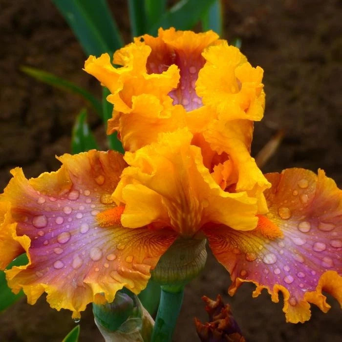 Iris Germanica 'Nice Job' Rhizome - Tall Bearded Iris, Purple Flowering Perennial Plant for Garden