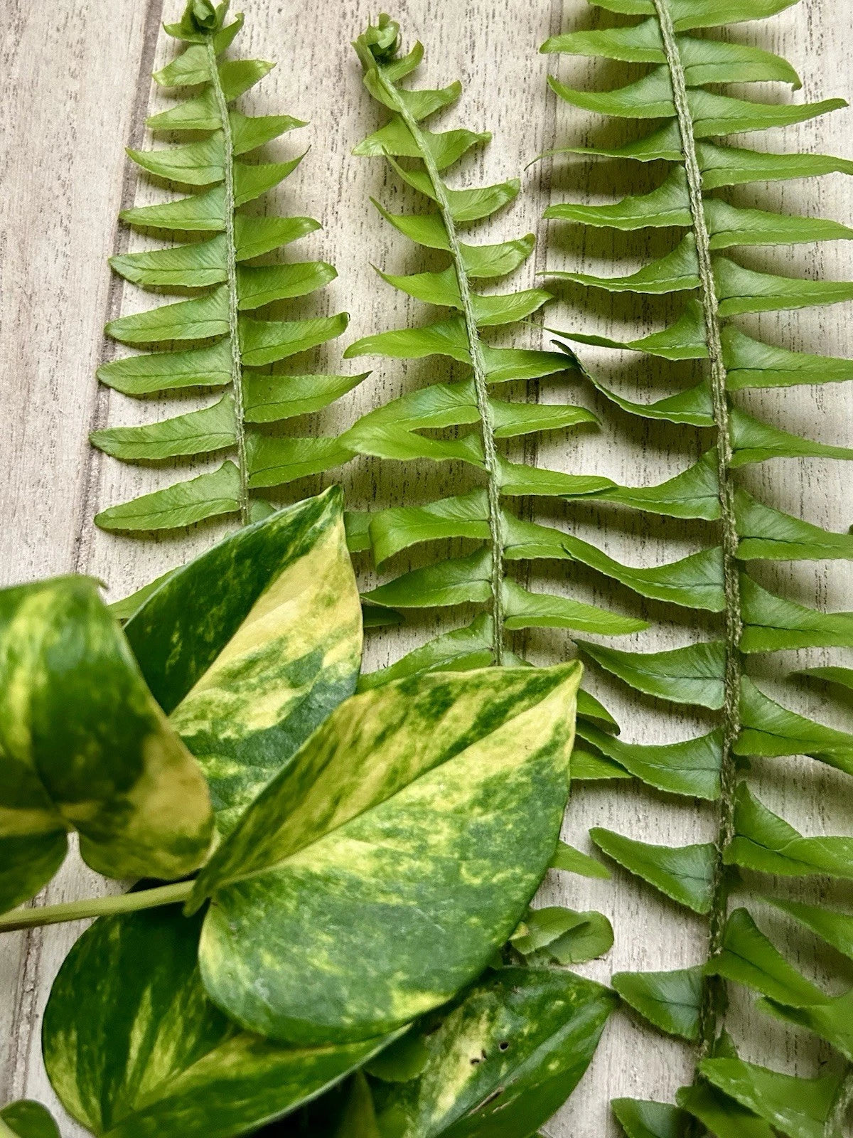 pothos fern Rooted Plant Cuttings - 10 Pothos & Fern Varieties