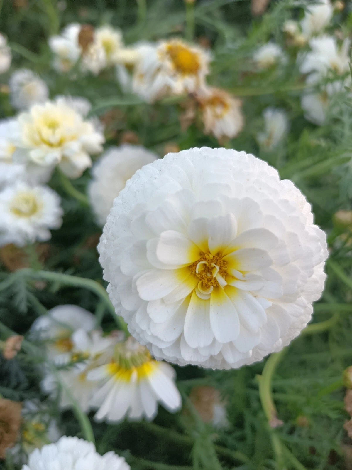 white marigold seed Moonlight Marigold Seeds
