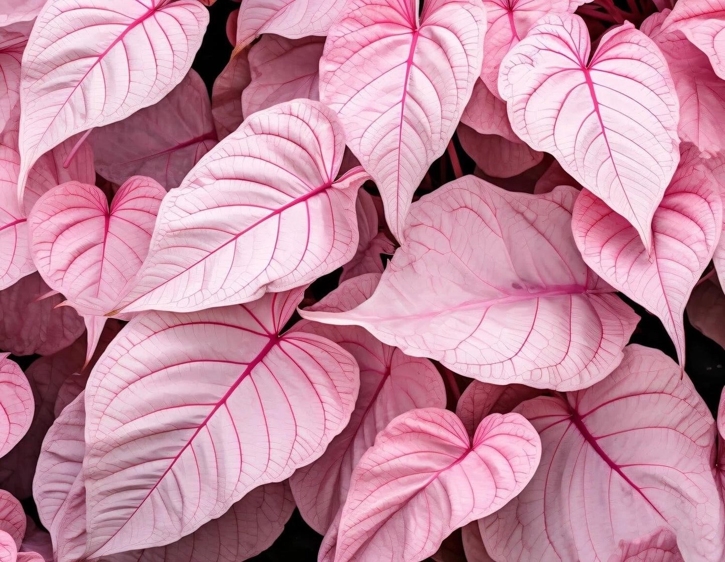 Caladium Bulbs 6 Pack - Pinky Swear Variety - Perennial Elephant Ears (Caladium bicolor) for Planting