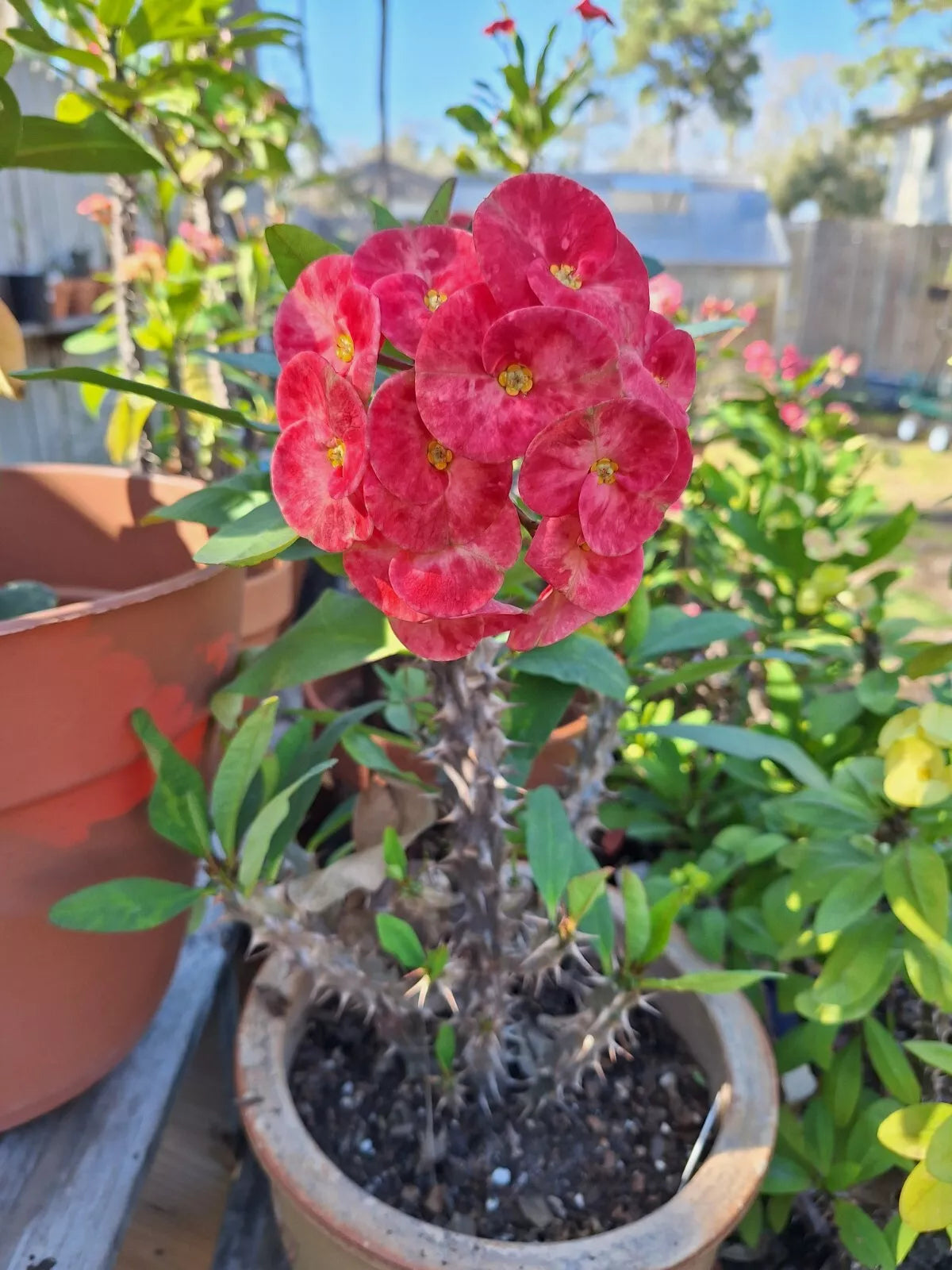 crown plant Euphorbia Milii Cuttings - Jumbo Peachy Pink Flowers