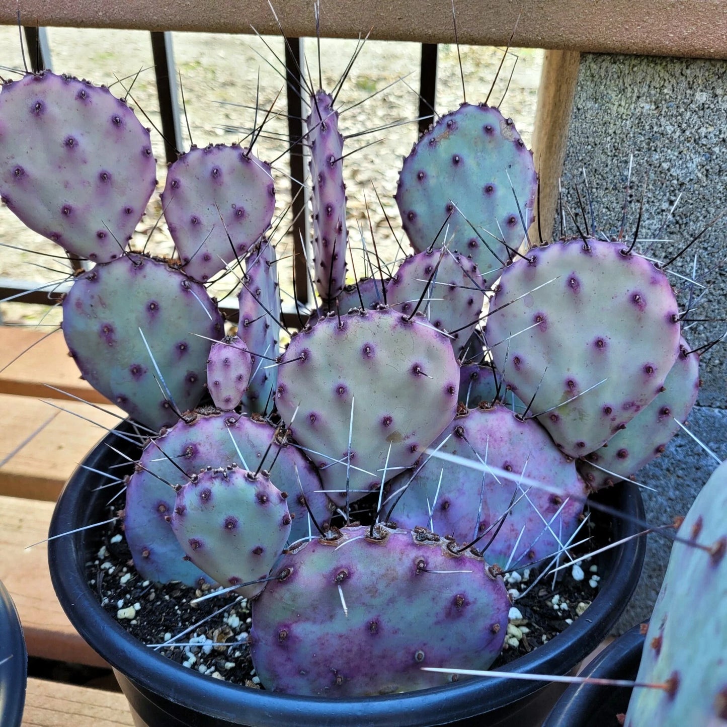 Purple Cactus Seeds - 10 Pack Opuntia Santa Rita Prickly Pear Fruit Rare Hardy Fast Growing