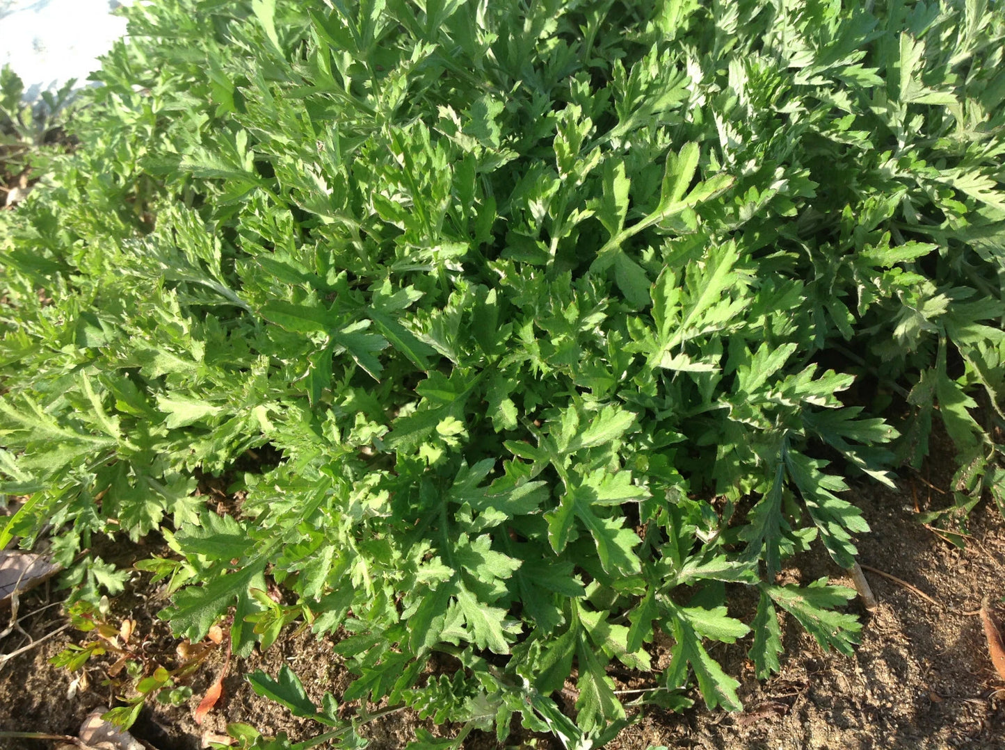 Live Artemisia Argyi Mugwort Plant - 10 Organic Health Roots - Medicinal Herb for Wellness, Natural Remedies