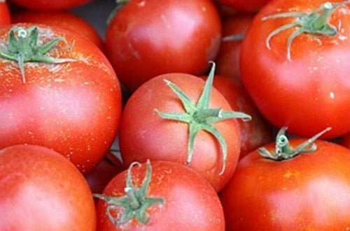 Bonny Best Scarlet Tomato Seeds, 1000 Seeds, Medium Round Red Slicer, (Lycopersicon esculentum) - Canning & Fresh Use