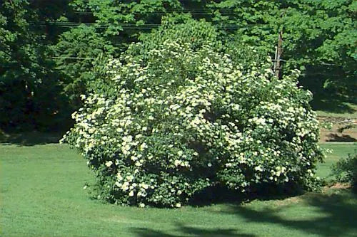 Arrowwood Viburnum Shrub Live Plant 8-12 Inches Bare Root Viburnum dentatum