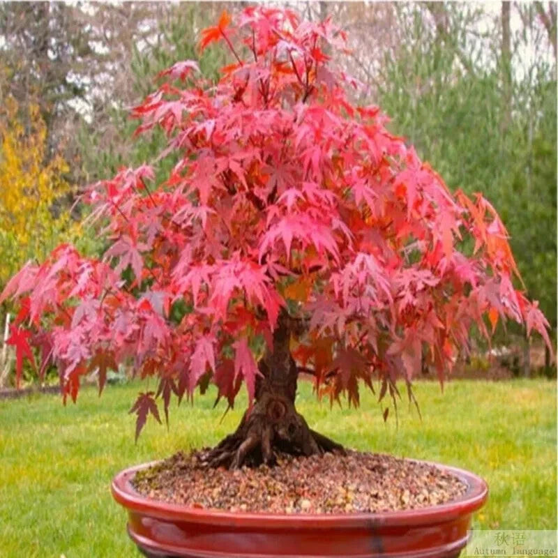 20 Seeds Japanese Red Maple Tree Bonsai - Acer palmatum, Rare Plant for Home Garden