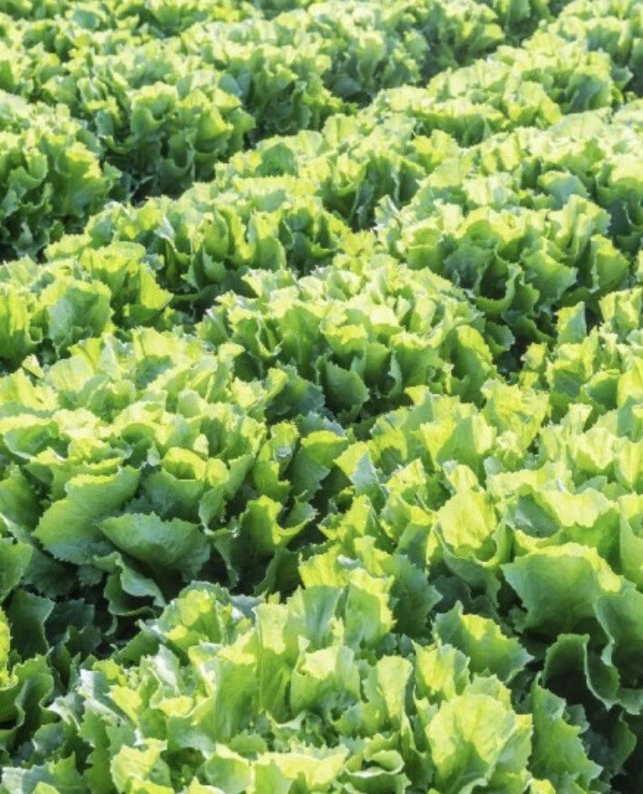 Broadleaf Batavian Endive Seeds - 2000+ Seeds - Cichorium endivia - Escarole for Gardening and Culinary Use