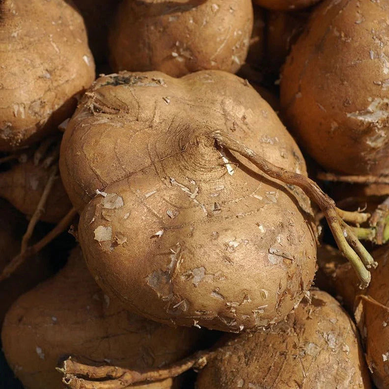 True Jicama Seeds - 2025 Planting - Mexican Yam Bean Root