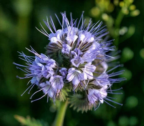 Lacy Phacelia Seeds 1,700+ | Purple Tansy Flower Seeds | Phacelia tanacetifolia