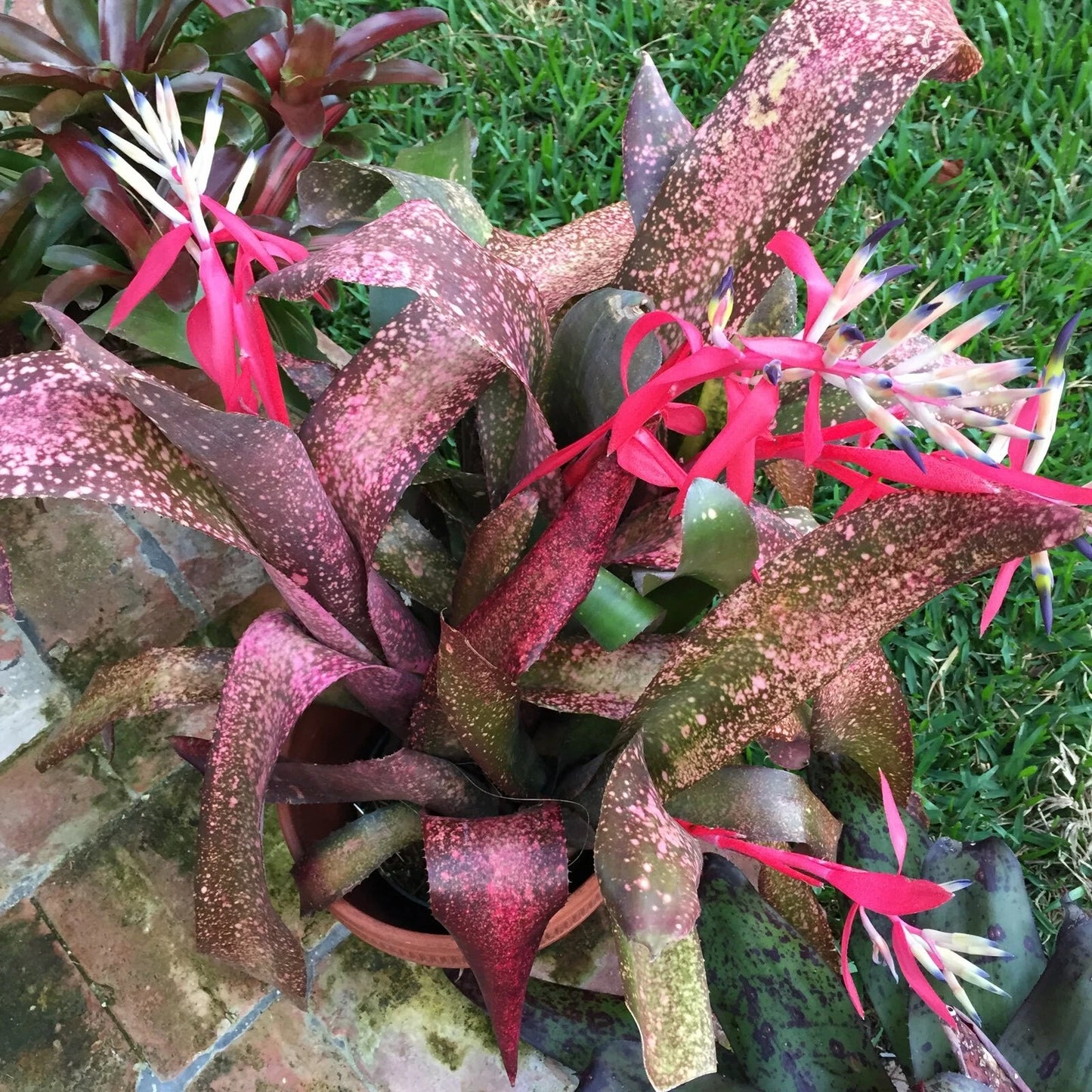 Billbergia PINK CHAMPAGNE Bromeliad Tropical Plant - Unique Pink Foliage, Decorative Houseplant
