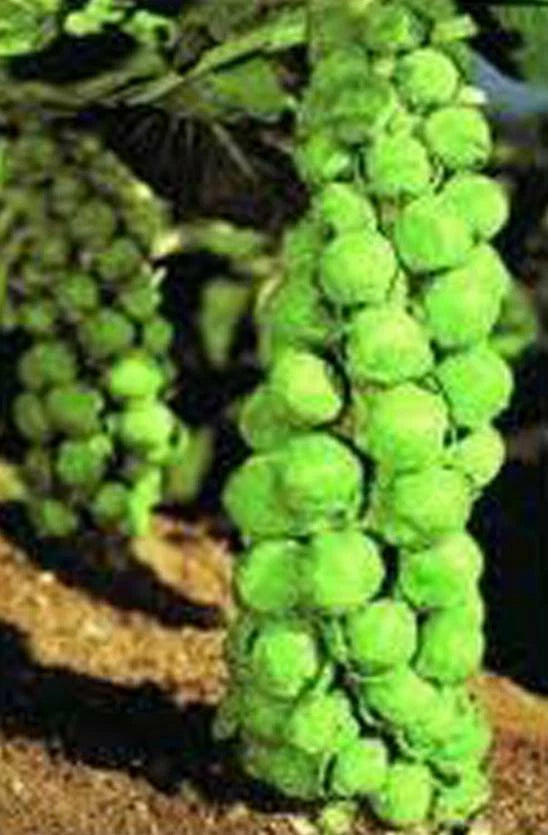 Brussel Sprout Seeds, 500 Count, Churchill Heirloom, Non-GMO, Brassica oleracea
