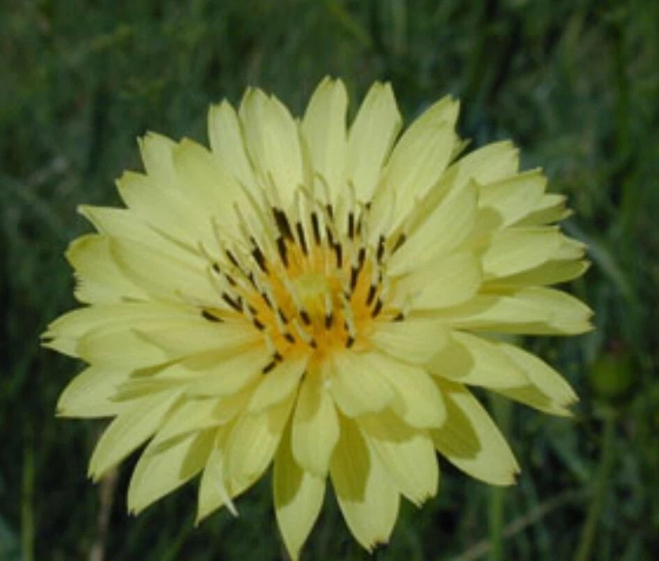 Organic False Dandelion Herb Seeds 50+ Count, Cat's Ear (Hypochaeris radicata), Non-GMO, Heirloom, 03/2025