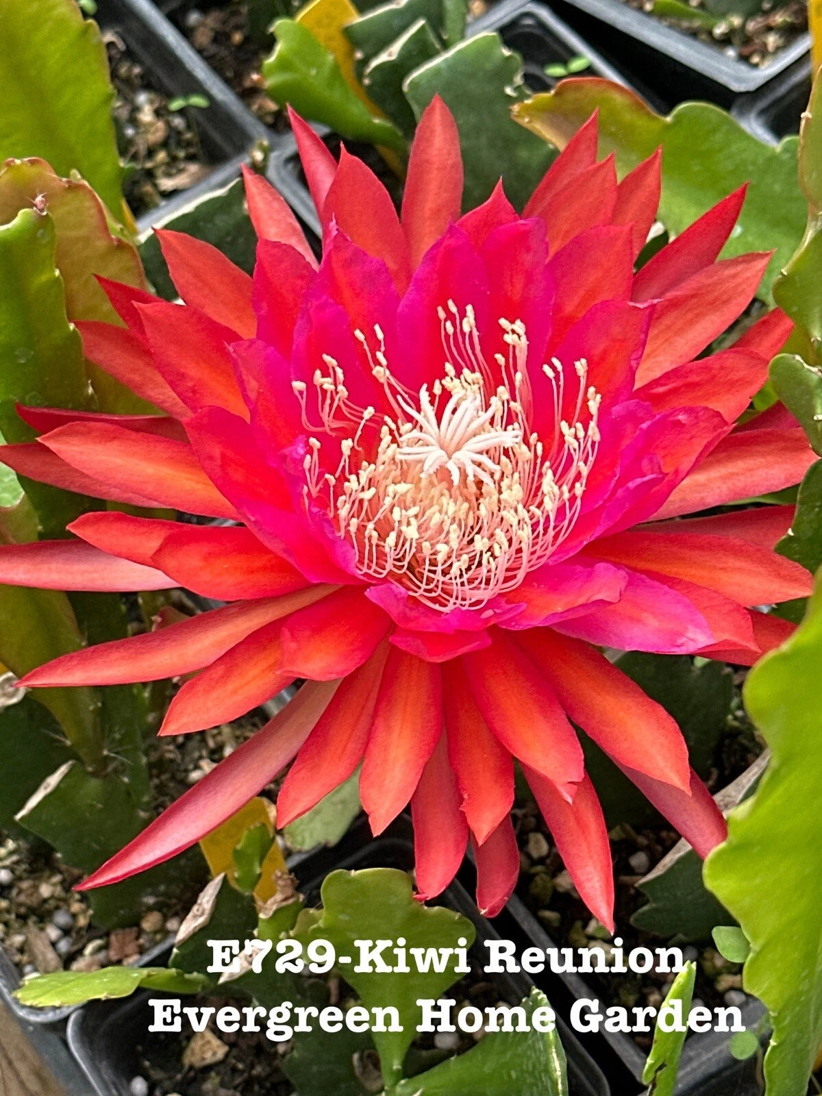 Epiphyllum Orchid Cactus 