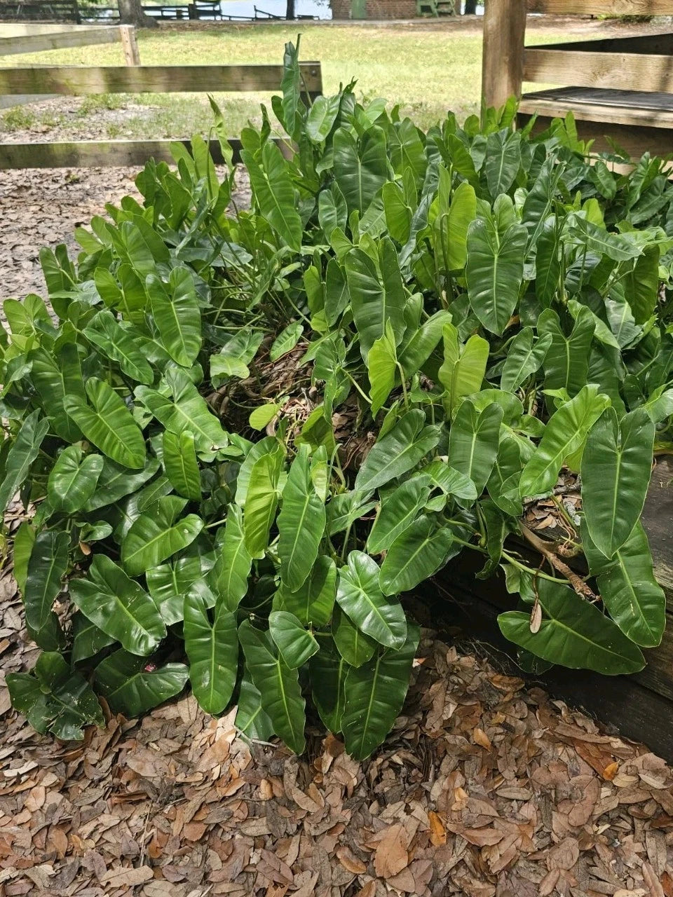 philodendron burle marx cutting Philodendron Cutting with Roots & Multiple Nodes - Burle Marx Variety -  Ideal for Indoor & Outdoor Growth