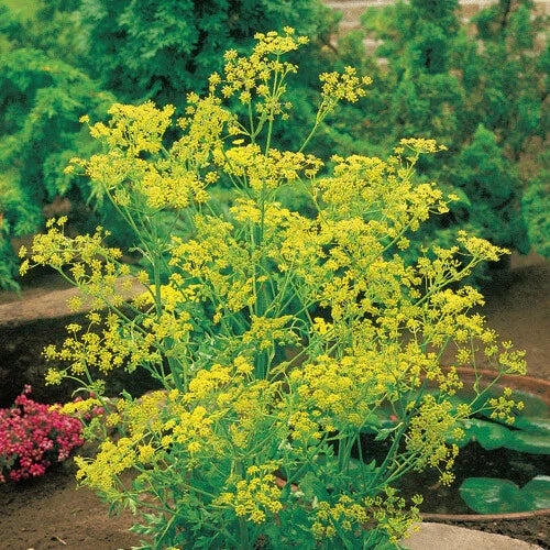 Bouquet Dill Seeds | 500 Heirloom Non-GMO Seeds | Anethum graveolens | Free Shipping