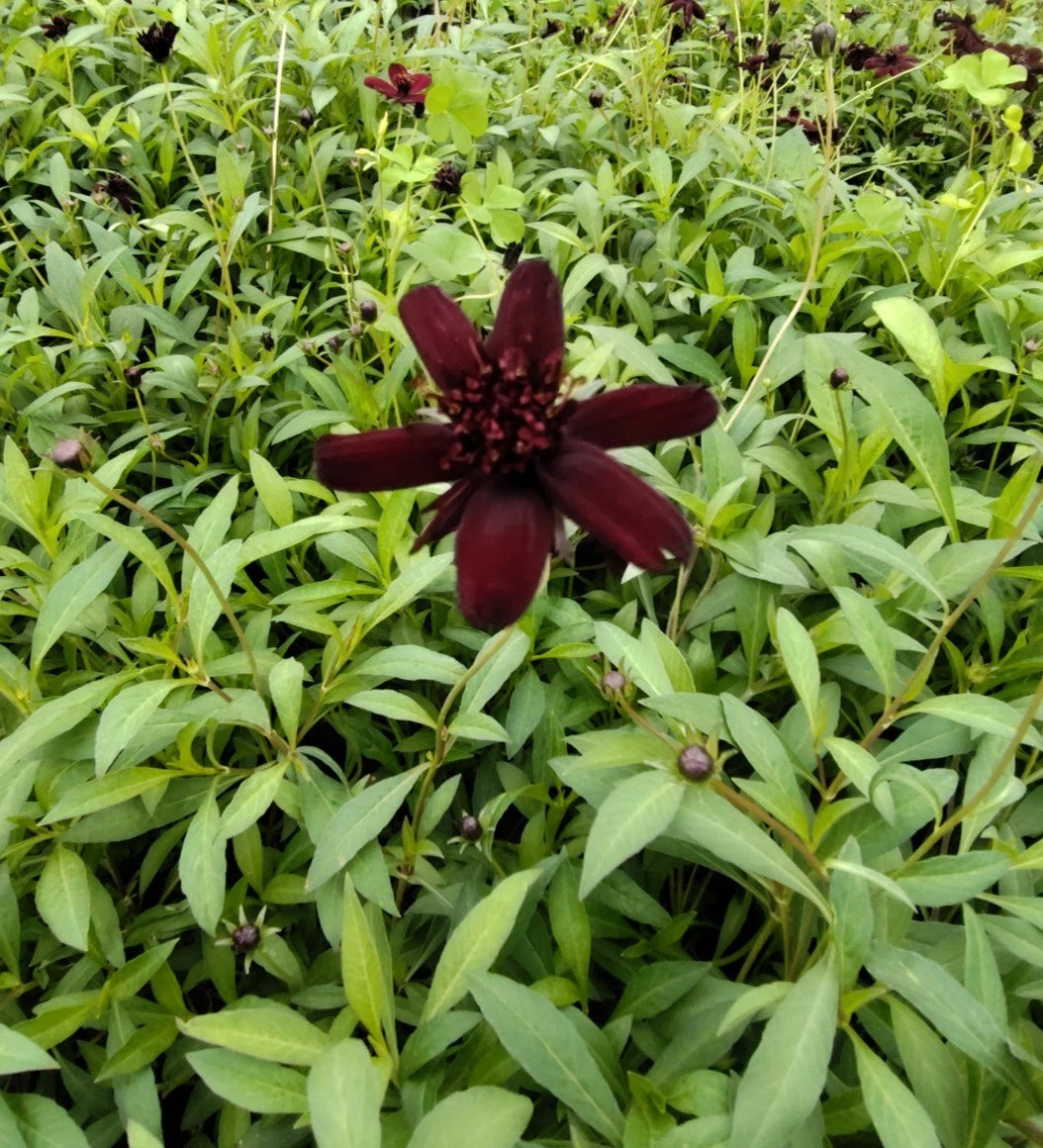 Chocolate Cosmo Live Starter Plug Plant - Dark Brown Flowers - Cosmos atrosanguineus
