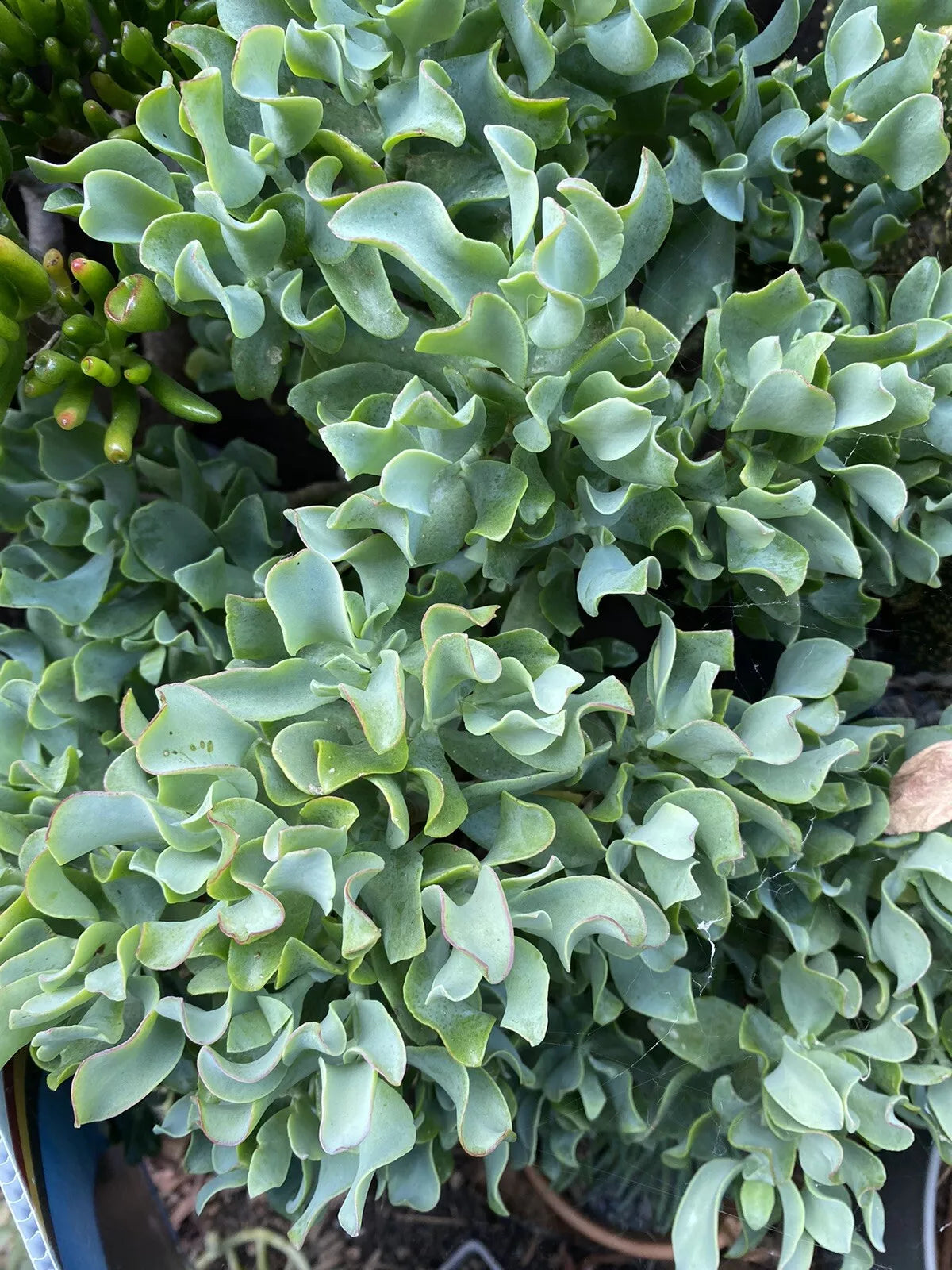 ruffle jade succulent Ripple Jade Cuttings 3 Pack, Ruffle Jade, Crassula arborescens subsp. – Jayme Garden