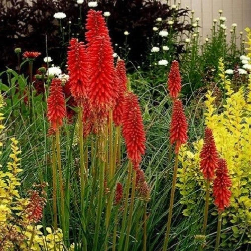 25 Hot Poker Seeds - Bright Red Torch Lily Flowers, Kniphofia uvaria, Perennial Garden Plant, Easy to Grow