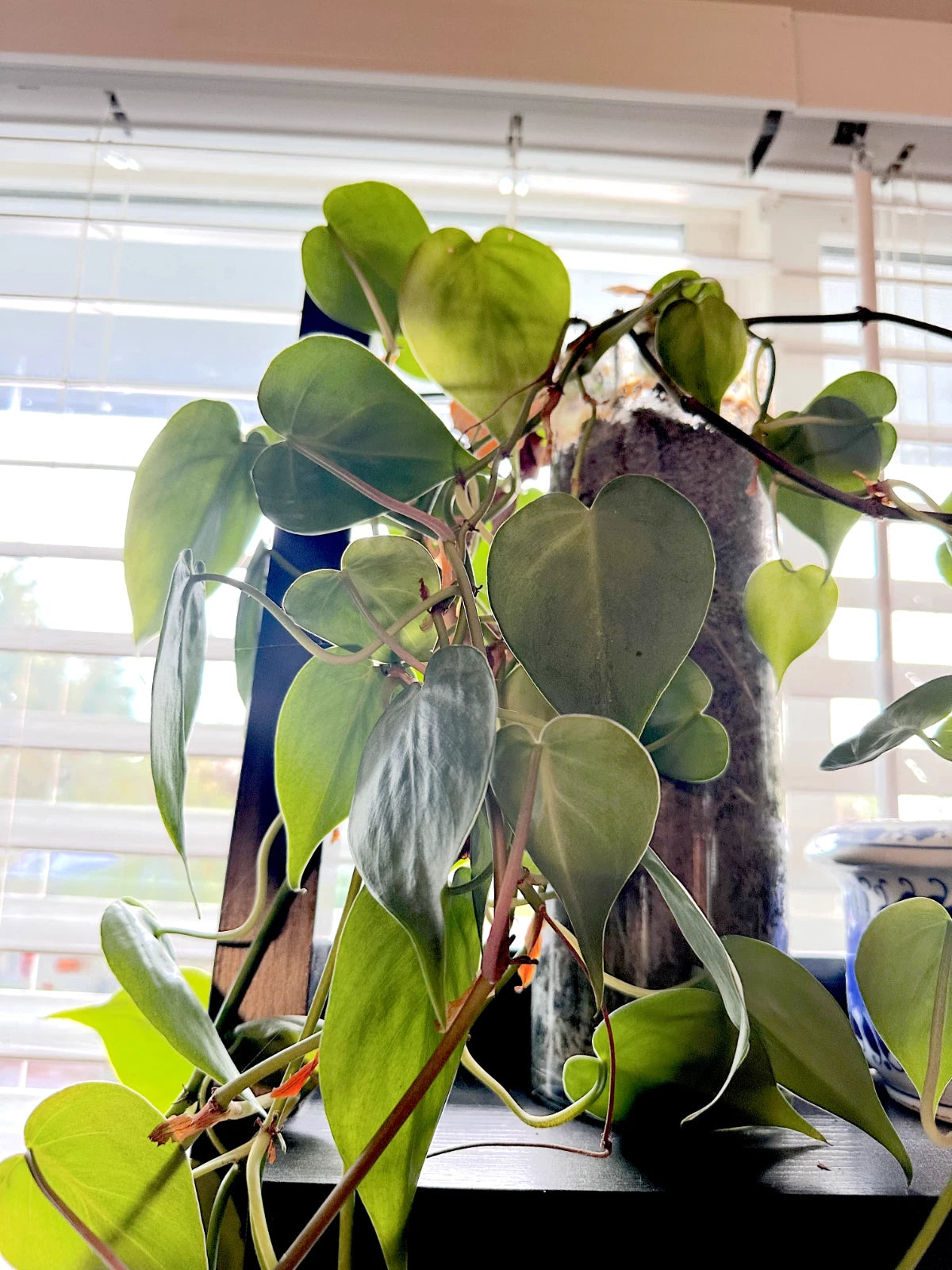 cuttings from philodendron Heart Leaf Philodendron Cuttings - 10X Live Unrooted Cuttings