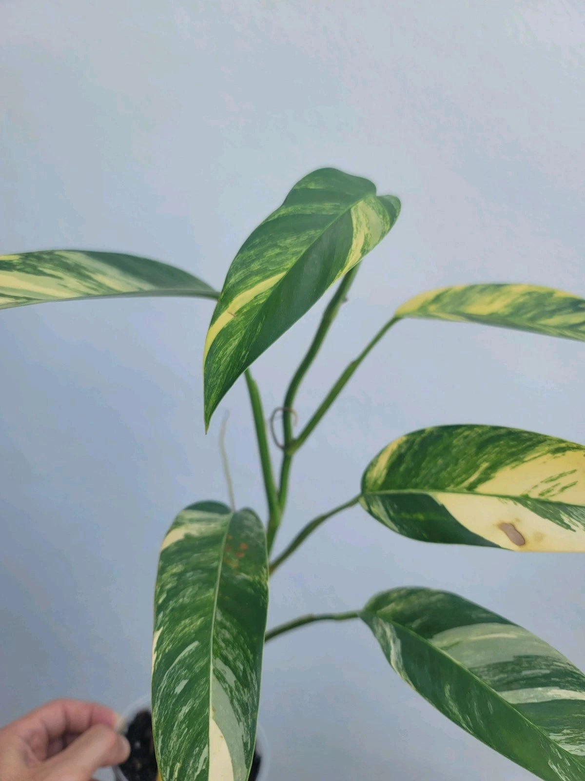 blue leaf indoor plant Variegated Epipremnum Giganteum Blue Java Tricolor Plant