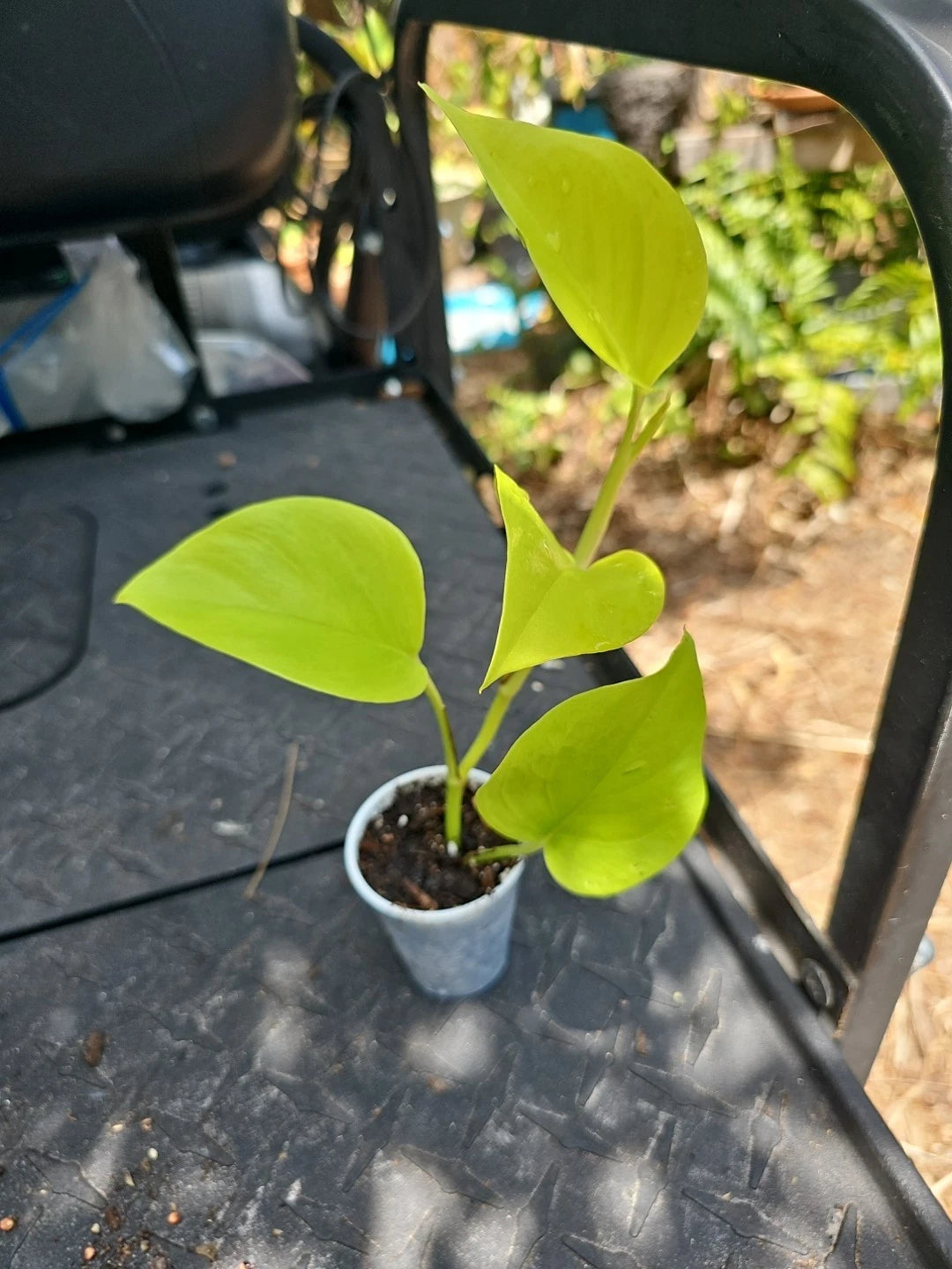 pothos champs elysees Epipremnum Champs Élysées Pothos Plant - 2.5" Pot - Teruno Variety