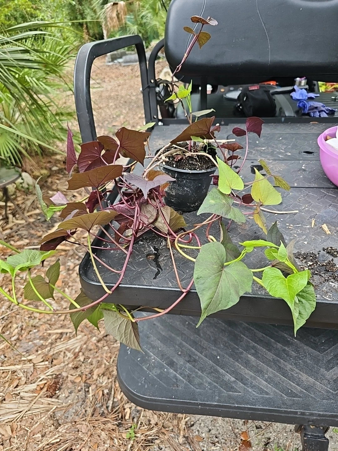 Large Heirloom Sweet Potato Live Plant 'Blackie' Vine Grown, Multiple Varieties, Ipomoea batatas