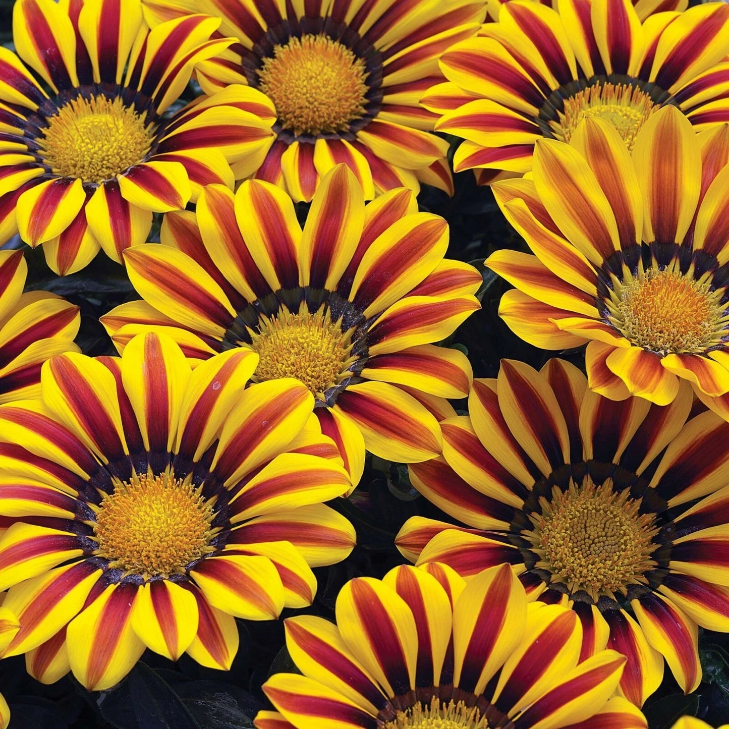 Exotic Gazinga Seeds - Blanket Flower - 100 Seeds - Gaillardia aristata - Colorful Mix with Roses & Zinnia