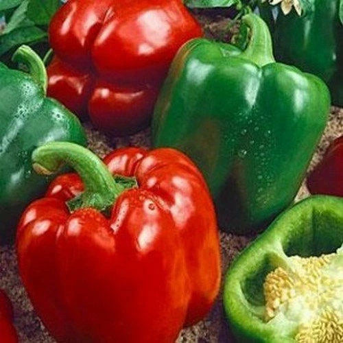 California Wonder Bell Pepper Seeds | Heirloom Non-GMO Variety | Capsicum annuum | 1006