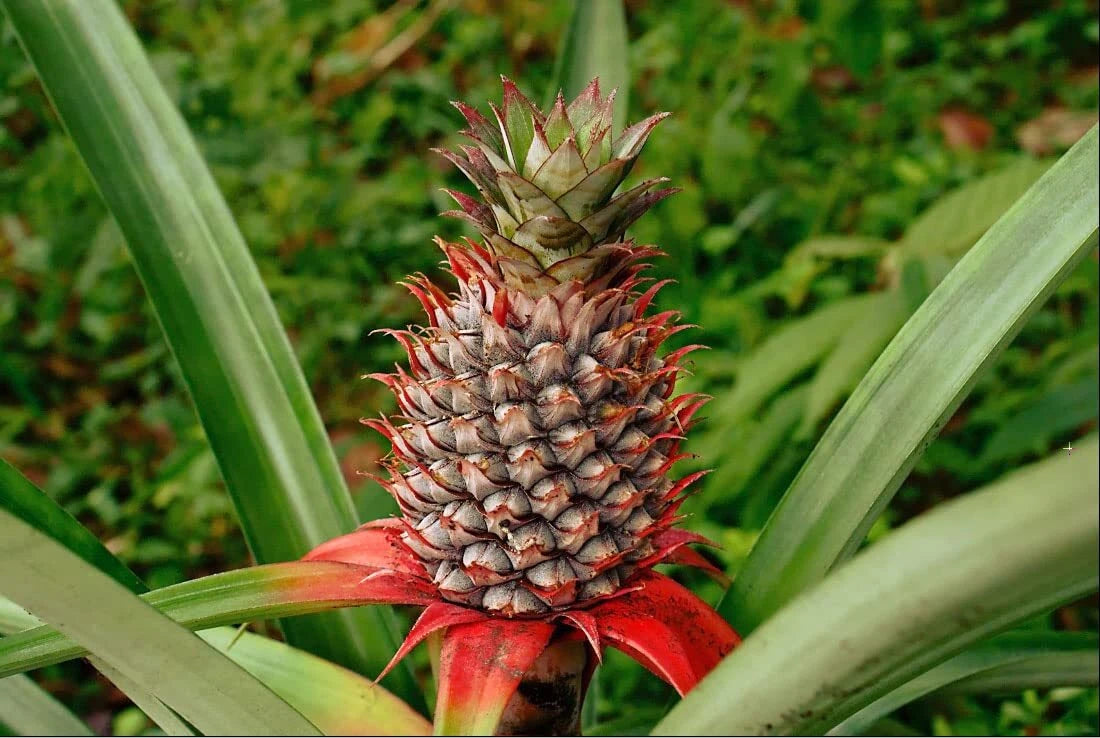buy pineapple plant seeds Wild Pineapple Seeds for Planting - 10 Seeds - Bromelia Pinguin