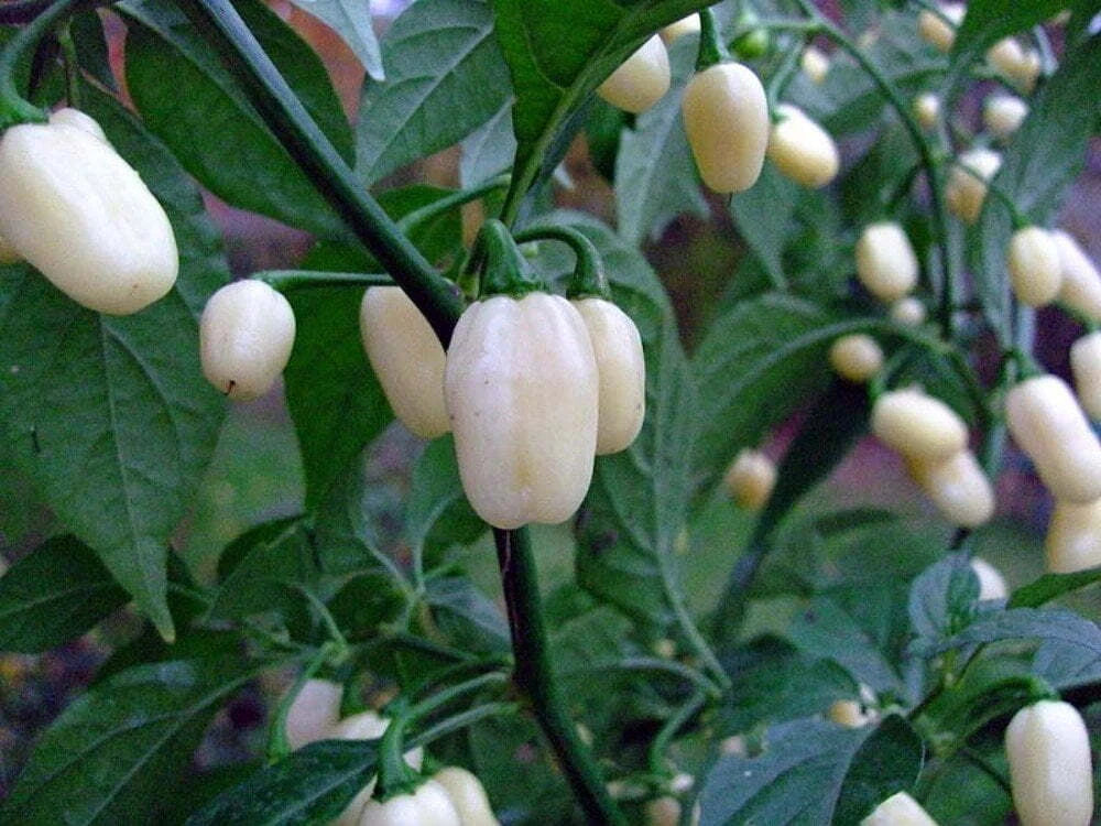 Habanero Pepper Seeds 30+ Non-GMO White Hot Capsicum Chinense USA