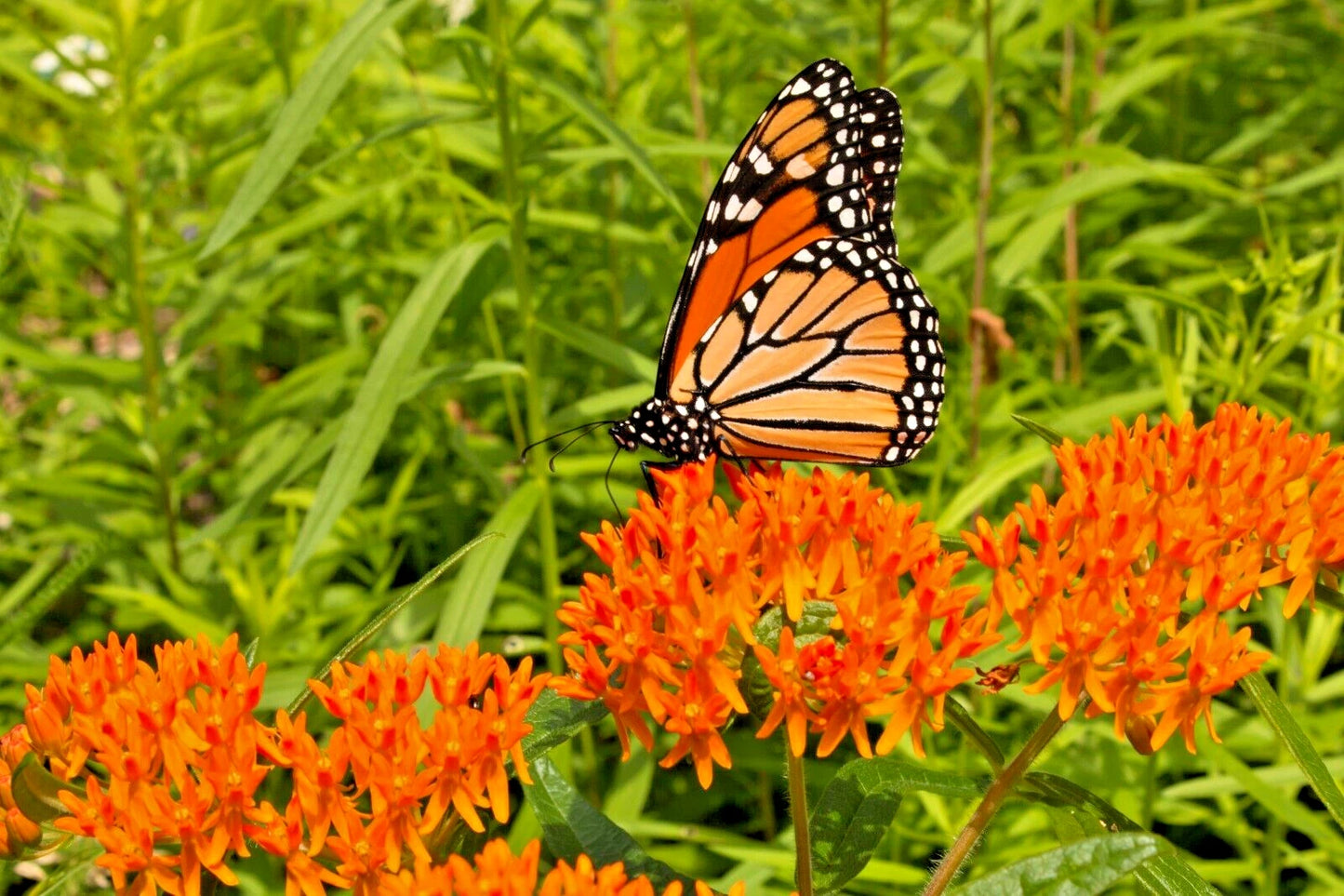 Milkweed Seeds 100 Count, Asclepias tuberosa, Orange Butterfly Weed, Easy to Grow, Native Pollinator Plant