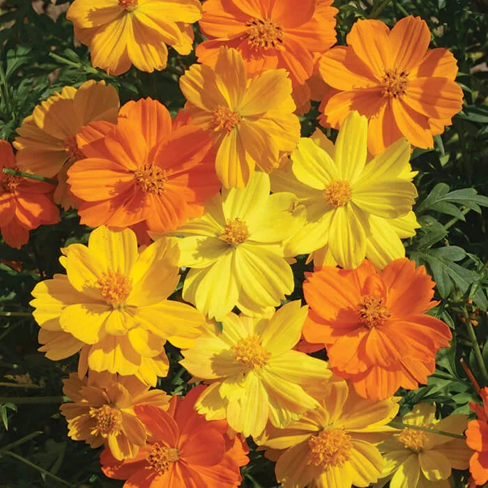 Bright Lights Cosmos Seeds - Non-GMO Flower Seeds for Garden - Cosmos bipinnatus - Colorful Annuals for Planting