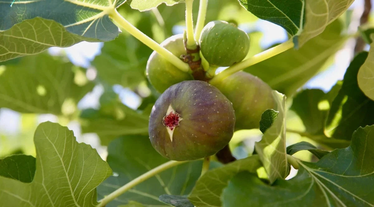 Alma Fig Seeds - 100+ Premium Seeds for Garden Planting - Ficus carica - USA Origin, Free Shipping