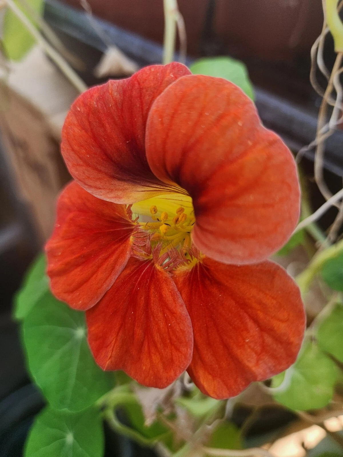 Nasturtium Live Plant - Well Rooted, Edible Flowers, Colorful Varieties