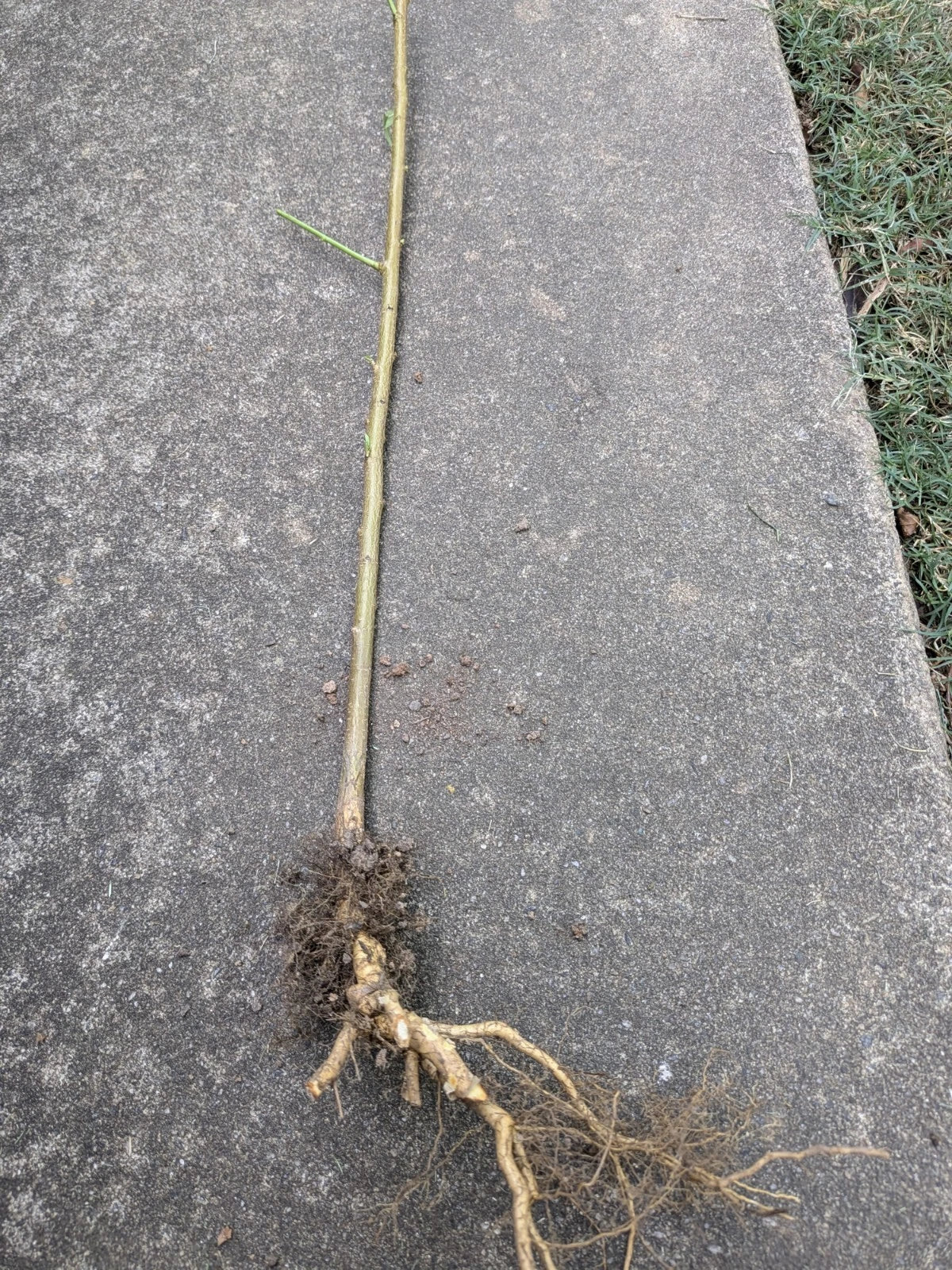 Bare Root Peach Tree for Planting - Prunus persica - Ideal for Home Gardens and Orchard Growth