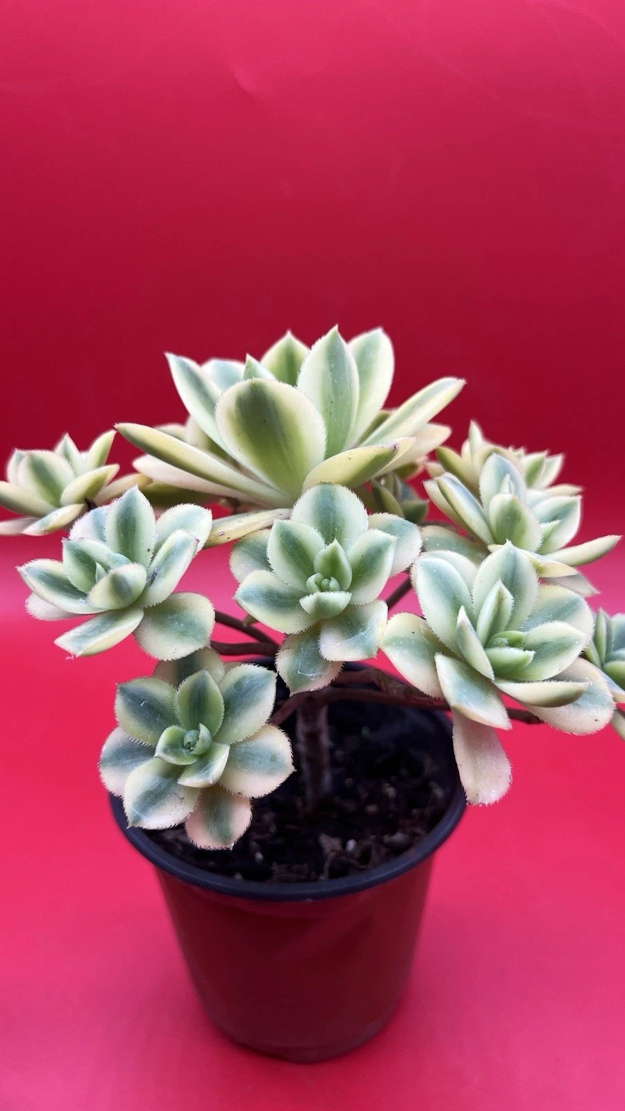 Aeonium Floresens Succulent Plant - Fully Rooted Green Variety - Drought-Tolerant Houseplant - Indoor Gardening