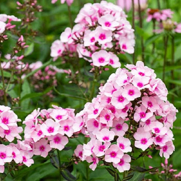 50 White Pink Phlox Seeds | Perennial Flower Seeds | Butterfly Attracting | Phlox paniculata