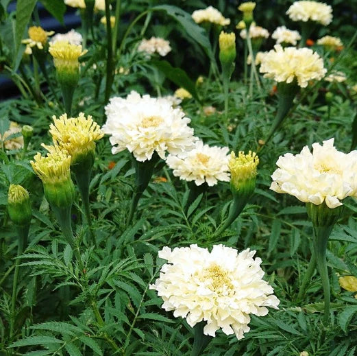 African Marigold Seeds - Kilimanjaro White - Non-GMO 50 Seeds - Creamy Flowers - Tagetes erecta