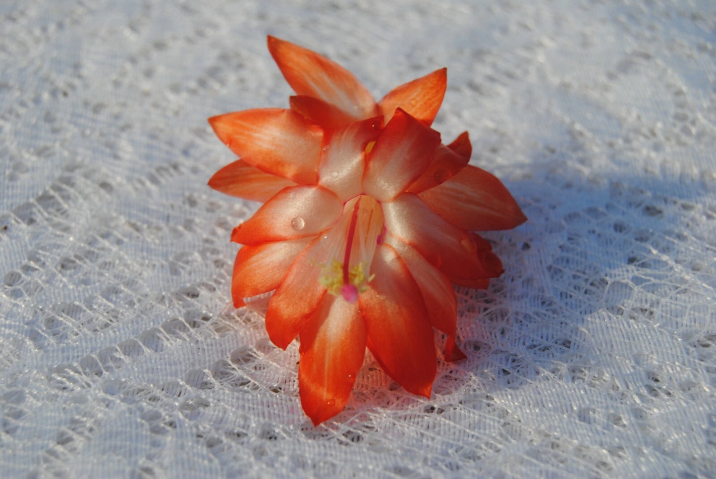 Christmas Cactus Starter Plant - Lucky Strike - Schlumbergera Truncata - Well Rooted Healthy Plant for Home Decor