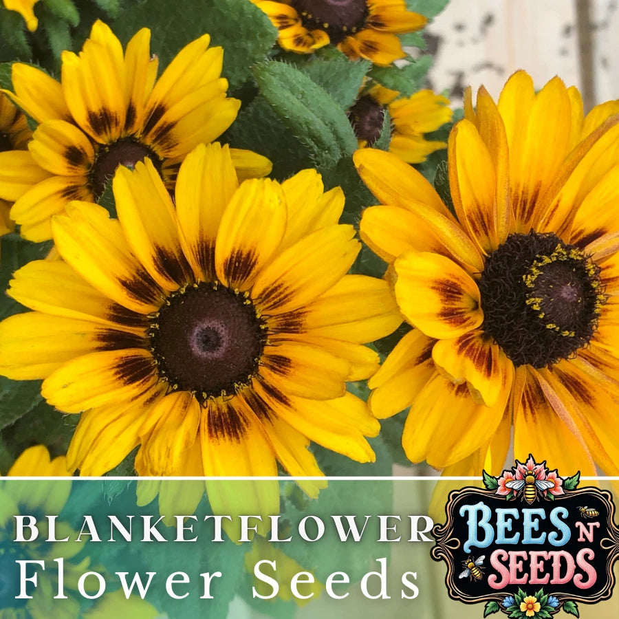 Finesse Blanket Flower Seeds - 200 Non-GMO Flower Seeds - Gaillardia  Aristata