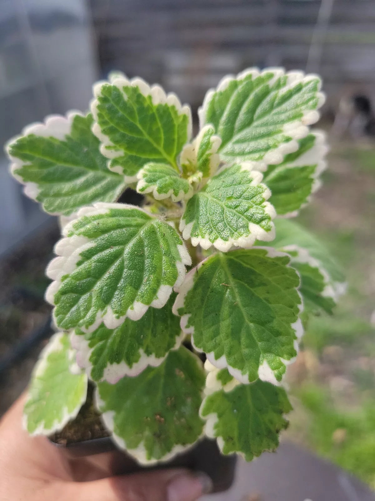green and white ivy house plant Swedish Ivy Starter Plant - Green & White Variegated