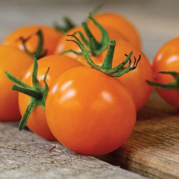 Sun Sugar Cherry Tomato Seeds - 10 Seeds - Easy to Grow, Sweet Flavor, Solanum lycopersicum