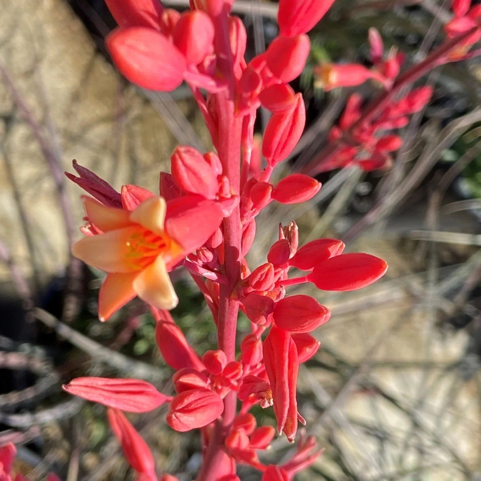 red yucca plant Red Yucca Starter Plants 2 Pack, Hesperaloe parviflora, Drought Tolerant,  Low Maintenance, Outdoor Garden Perennials – Jayme Garden