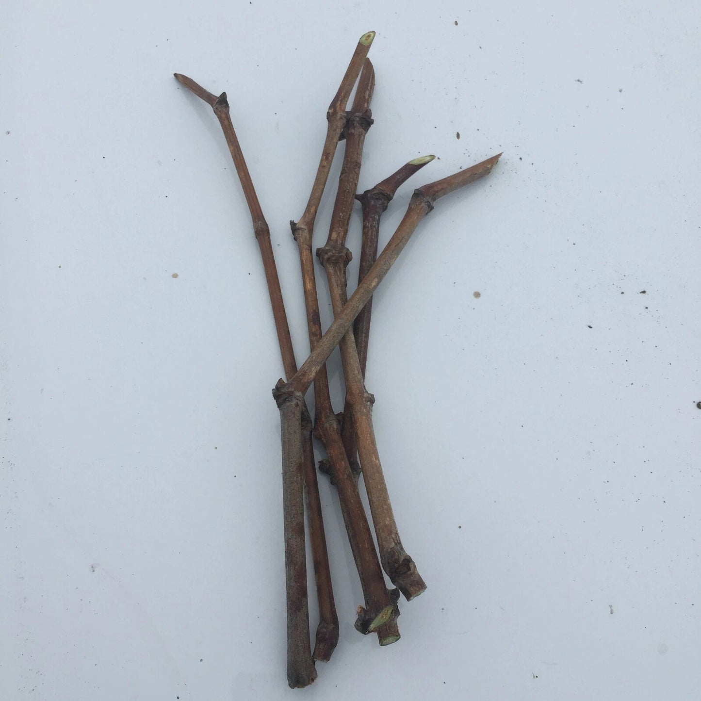 6pcs Japanese Kyoho Grape Cuttings ā Unrooted Vitis vinifera Ć Vitis labrusca, Sweet Giant Fruit, Grow Your Own Table Grapes