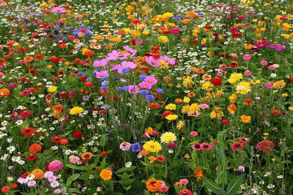 Deer Resistant Wildflower Seed Mix, 1 OZ, 13 Species, Native Wildflowe –  Jayme Garden