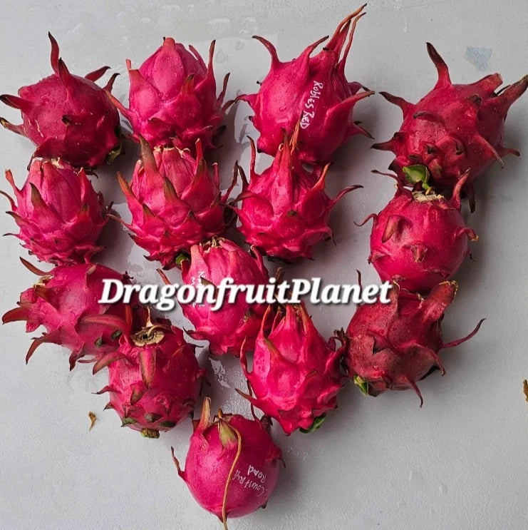 Dragon Fruit Cuttings 12-18 Inches 20+ Varieties Hylocereus spp.