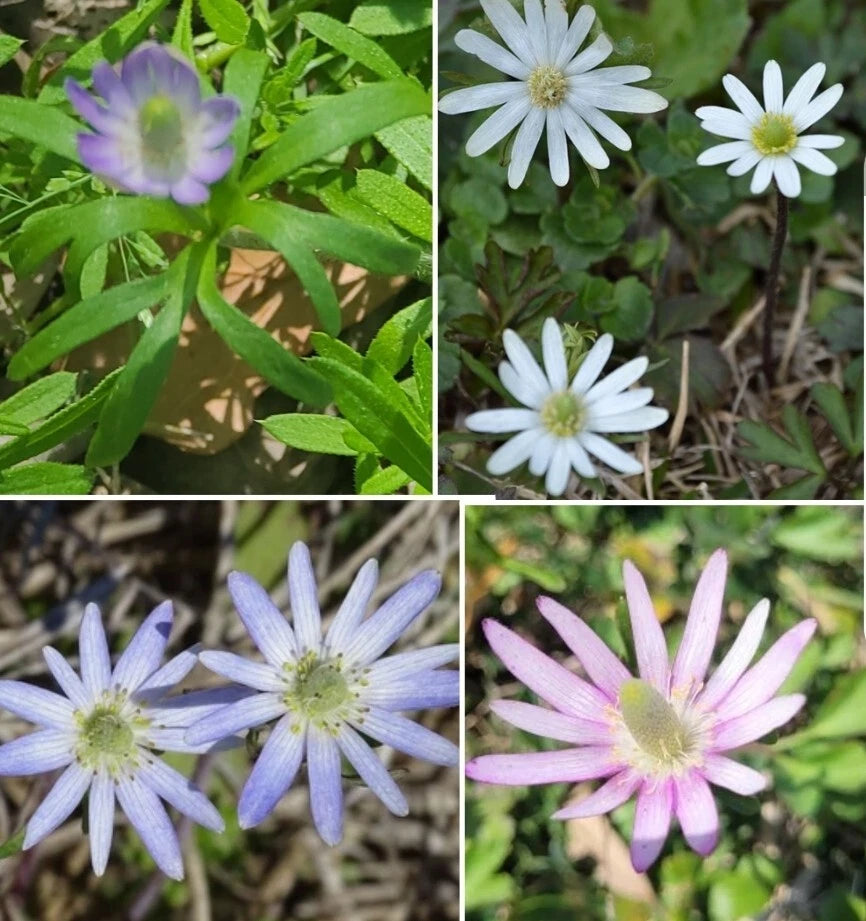 50+ Tenpetal Anemone Seeds, Wind-flower Seeds, Anemone berlandieri, Harvested 03/2025
