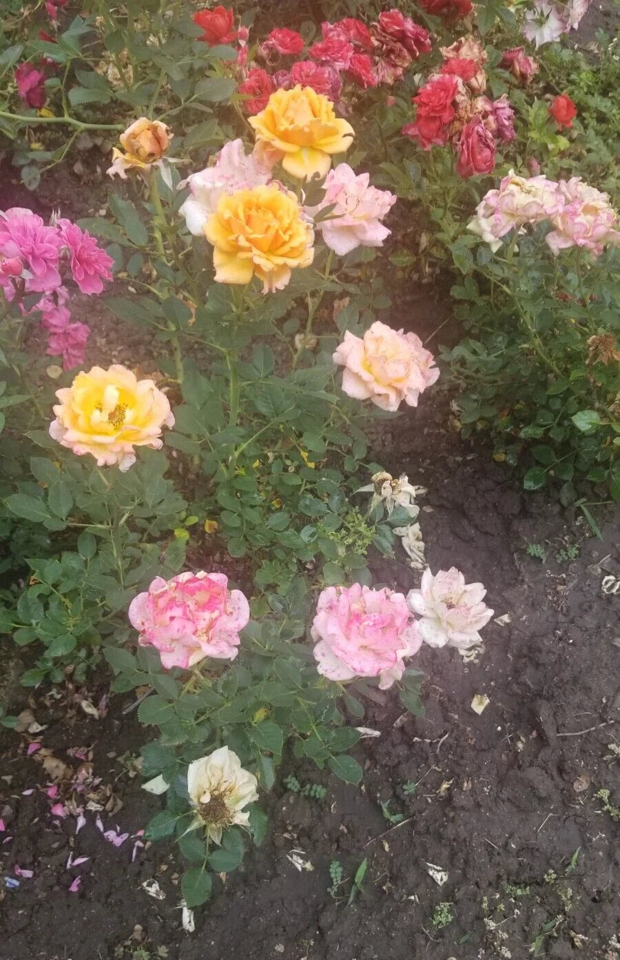 Miniature Rose Cuttings - 3 Fresh Apricot to Pink Varieties - Rosa spp.