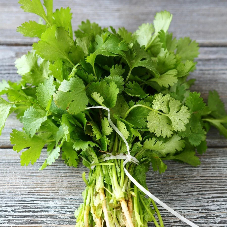 Cilantro Seeds - 500+ Non-GMO Fresh Garden Seeds - Coriandrum sativum - USA Grown, Free Shipping